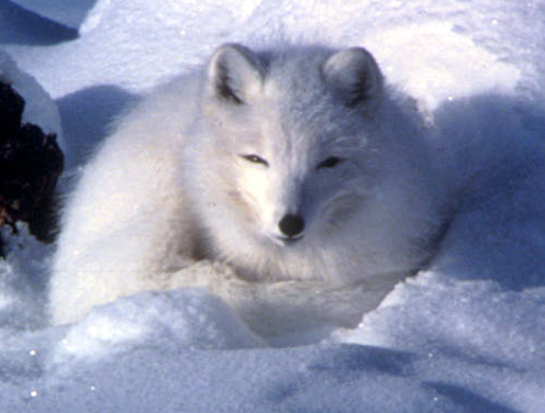 alopex lagopus Alopex lagopus