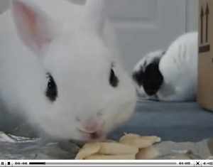 nomnomnom nomnomnom