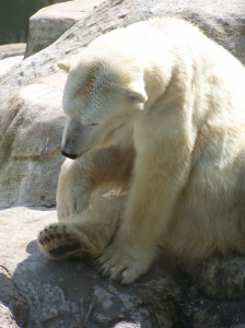 Lars, dem Knut sein Vater? Lars, dem Knut sein Vater?