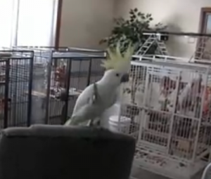 snowball Snowball - Another One Bites The Dust